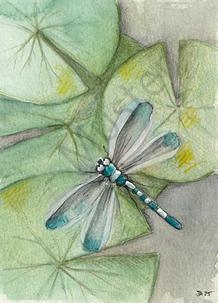 Postkarte "Libelle"
